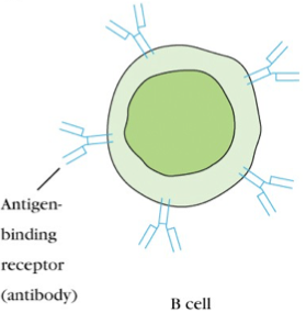 Adaptive Immunity II | Flashcards