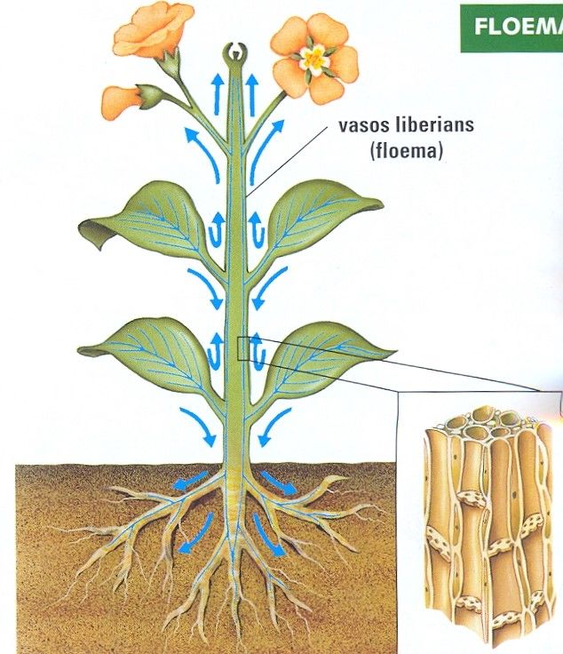 Переместилось корень. Ксилема и флоэма корня. Флоэма корня растений это. Передвижение Минеральных веществ по стеблю растений. Движение питательных веществ по растению.