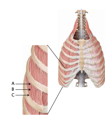 ACC, In the Clinic, SQ's, TA Review for Anatomy Exam One | Flashcards