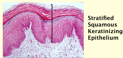 Histology Cell Structure and Function | Flashcards