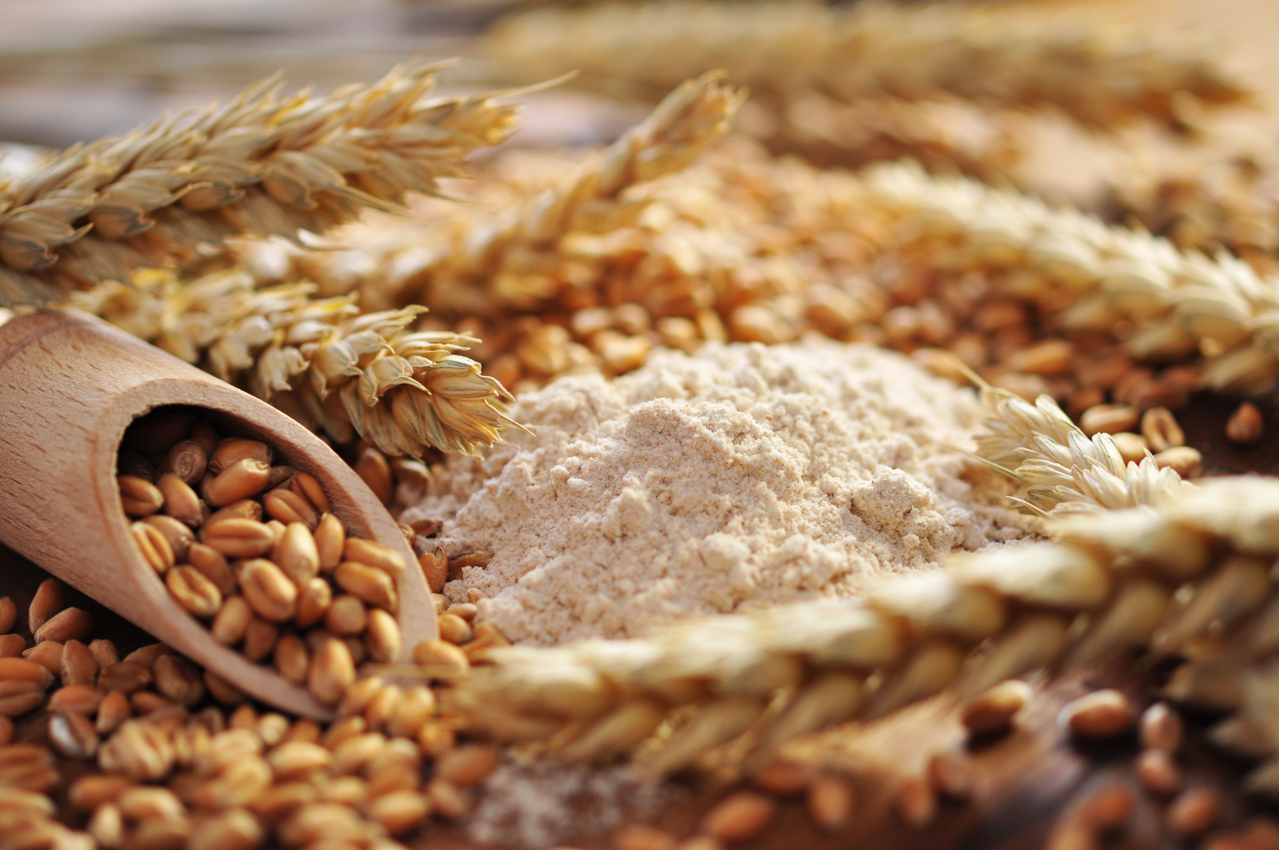 Хлеба зерновые культуры. Пшеница мука. Зерно мука. Крупы. Мука и колосья.