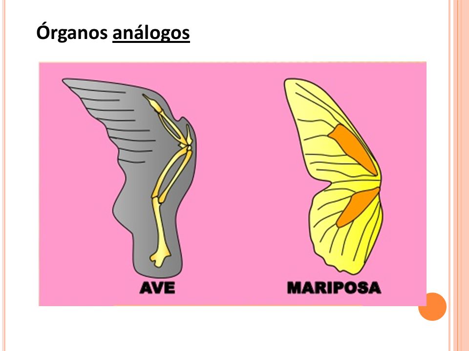 ÓRGANOS ANÁLOGOS