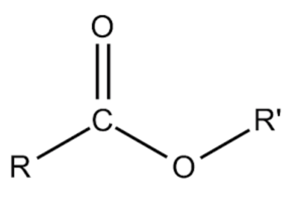 Lipids Chemistry and Metabolism | Flashcards