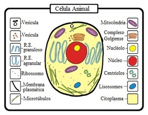 Mapa conceitual (3) (1) - Biologia Celular