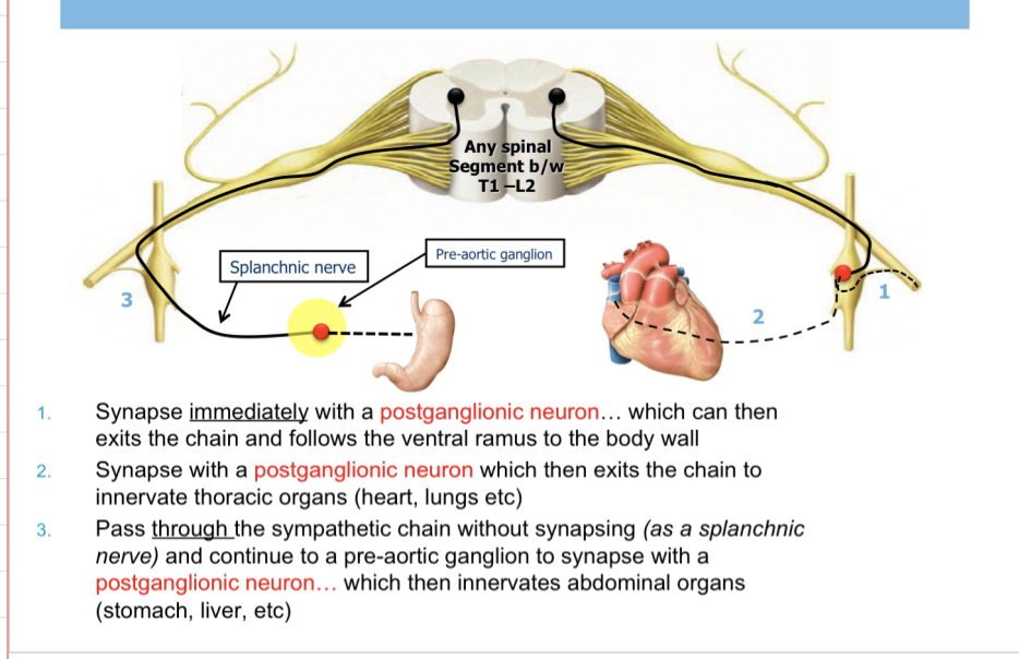 Autonomic Nervous System | Flashcards