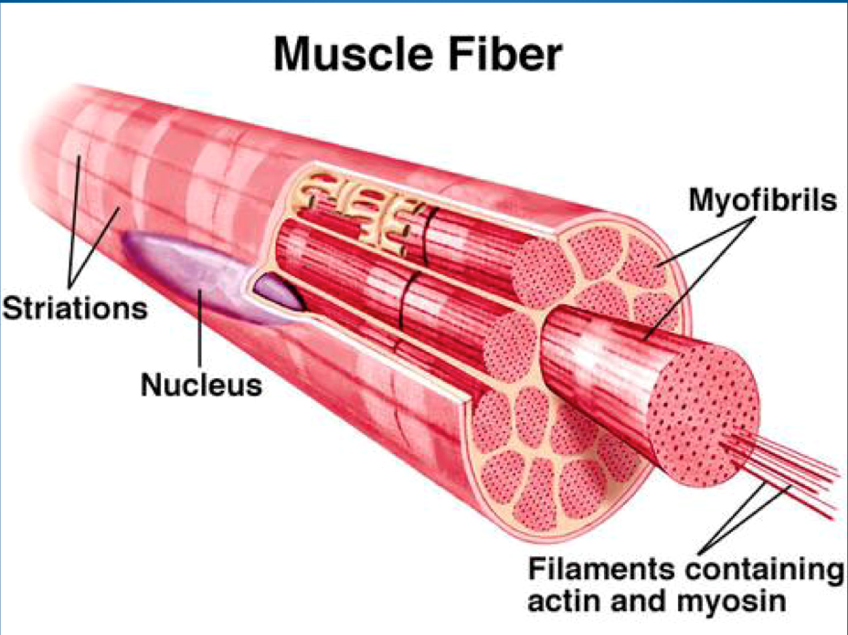 Muscle Tissue Flashcards