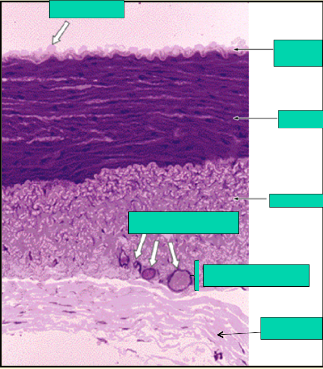 Histology Circulatory System 