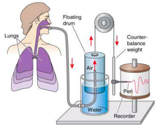 Respiratory System | Flashcards