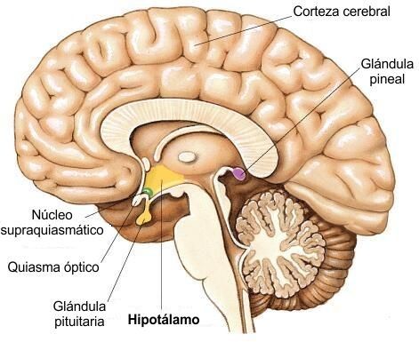 EJE REPRODUCTOR MASCULINO. | Mind Map