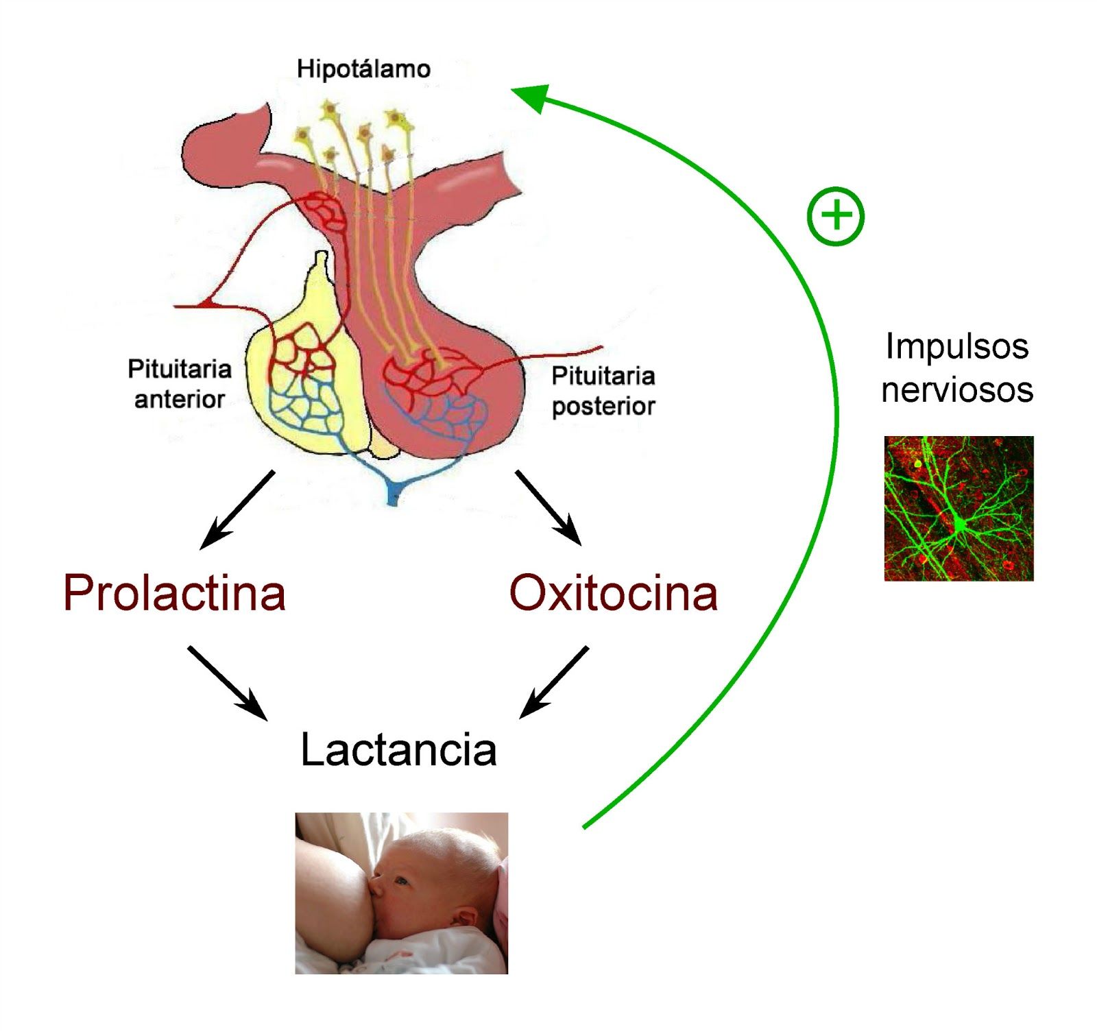 Hormonas Que Estimulan El Parto Mind Map