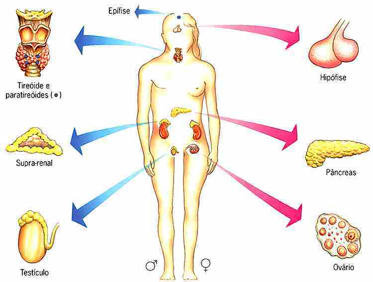 SISTEMA ENDOCRINO | Mind Map