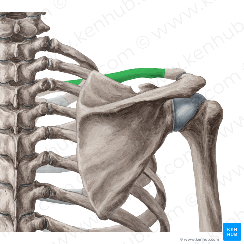 Knochen & Knochenstrukturen (truncus) 