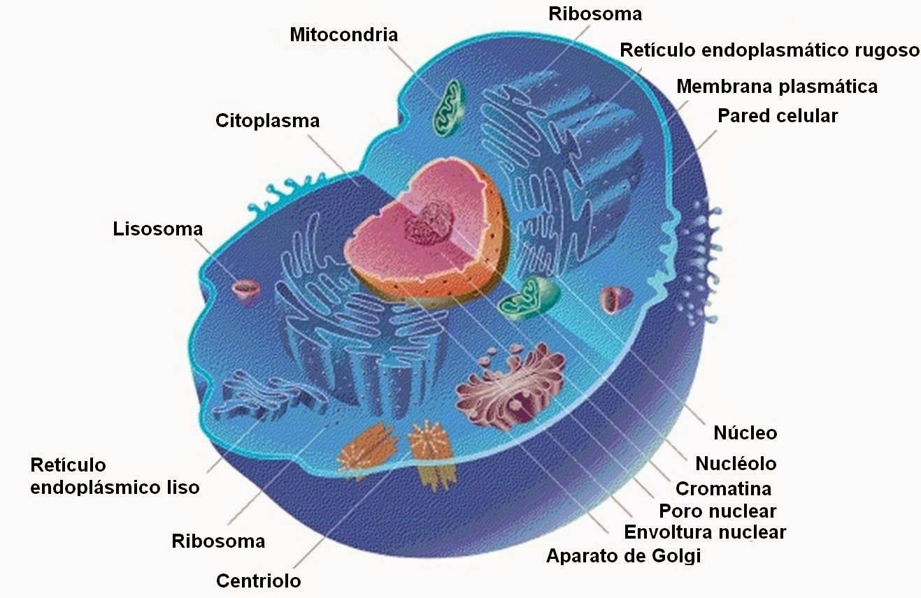 la Celula | Quiz