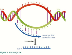 DNA | Mind Map