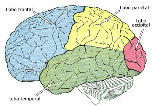 Avaliação Neuroanatomia e Neurofisiologia | Mind Map