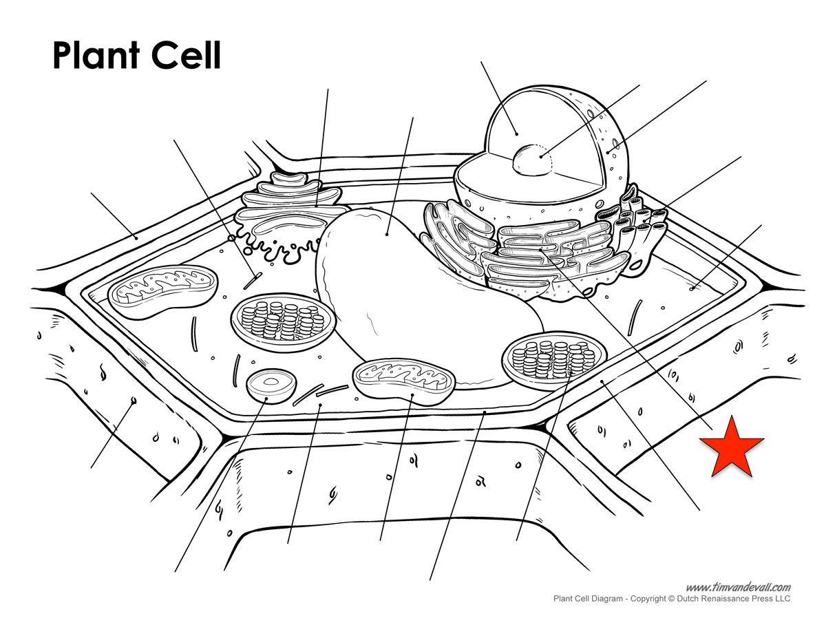 Plant Cell Diagram Parts | Flashcards