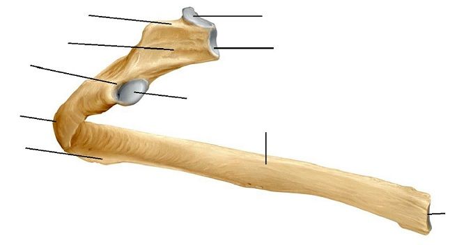 Anatomy module 2 | Quiz