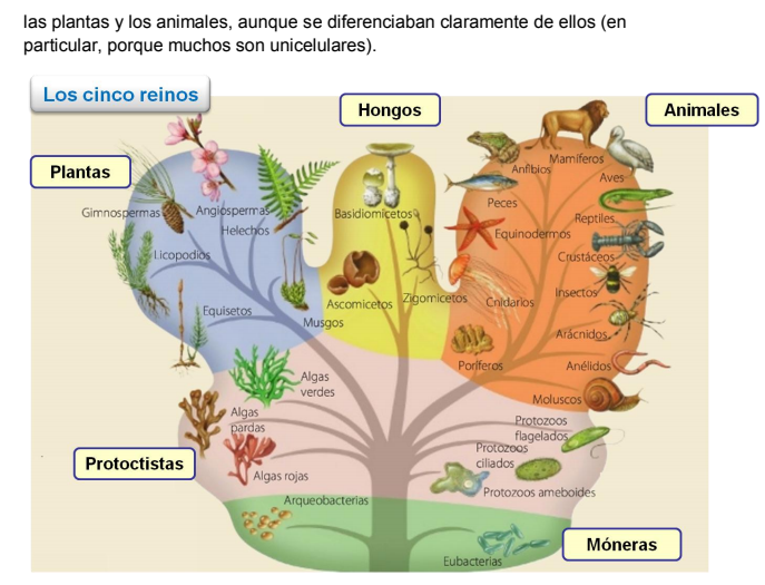 Clasificación De Seres Vivos 