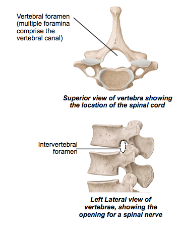 The Spinal Cord & Spinal Nerves (ID Material) | Flashcards