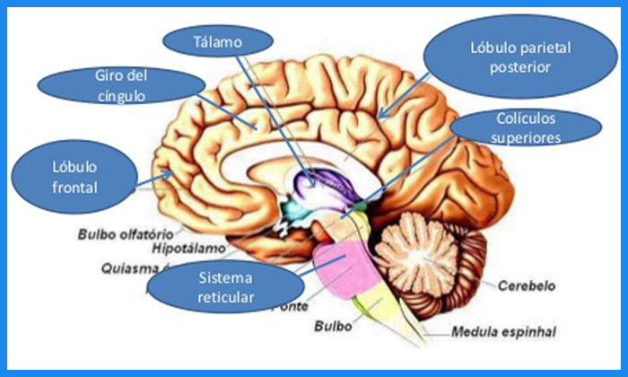 Neuropsicología Unidad 2 Funciones Cerebrales Mind Map 9193