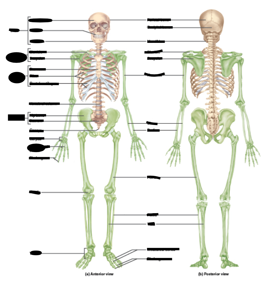 Humerus Bone  Anatomy bones, Anatomy flashcards, Basic anatomy and  physiology