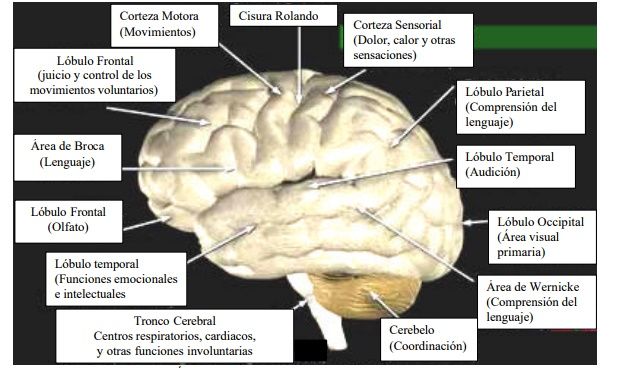 mapa de funciones cerebrales