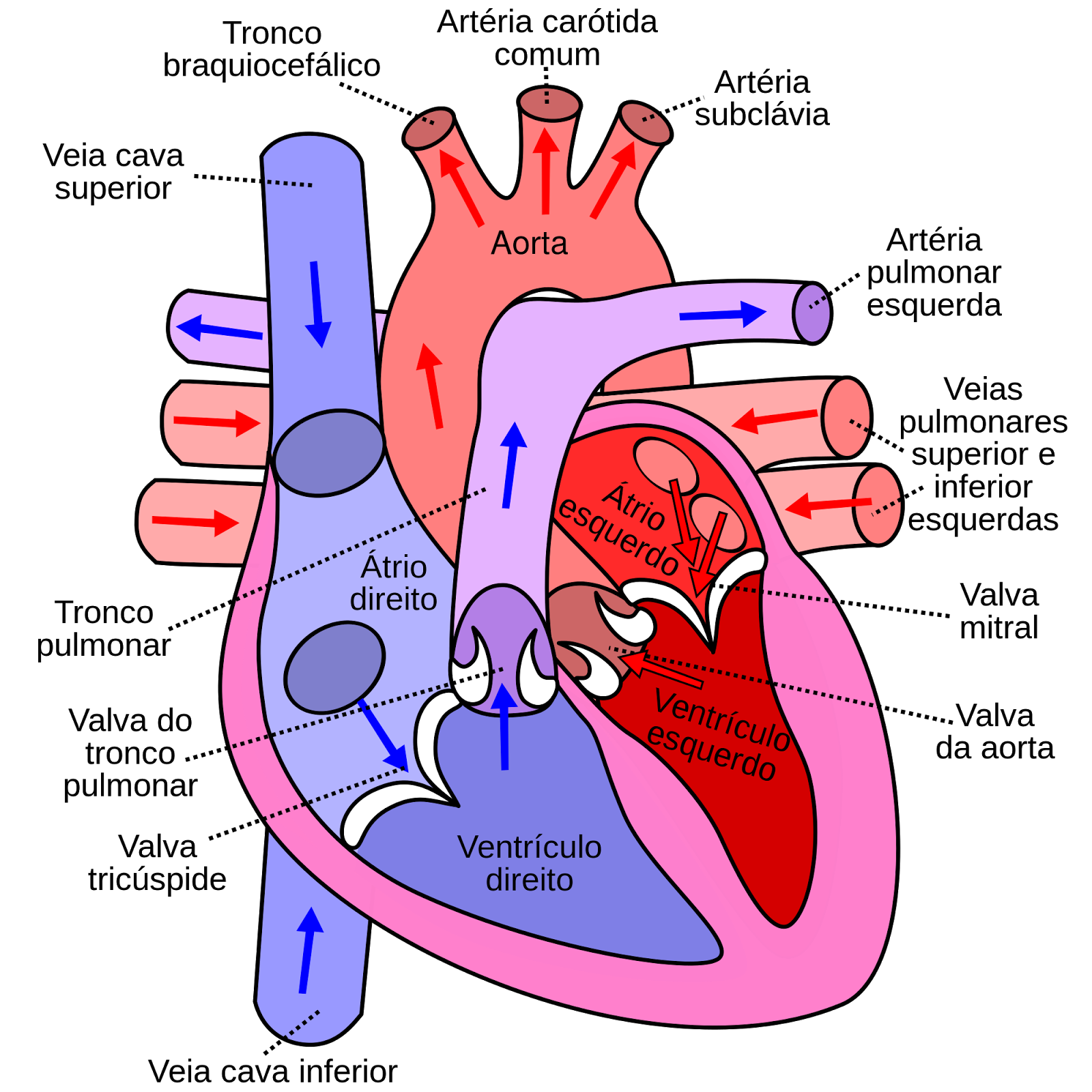 Sistema Cardio Vascular