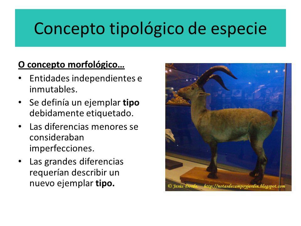 El Concepto De Especie | Mind Map