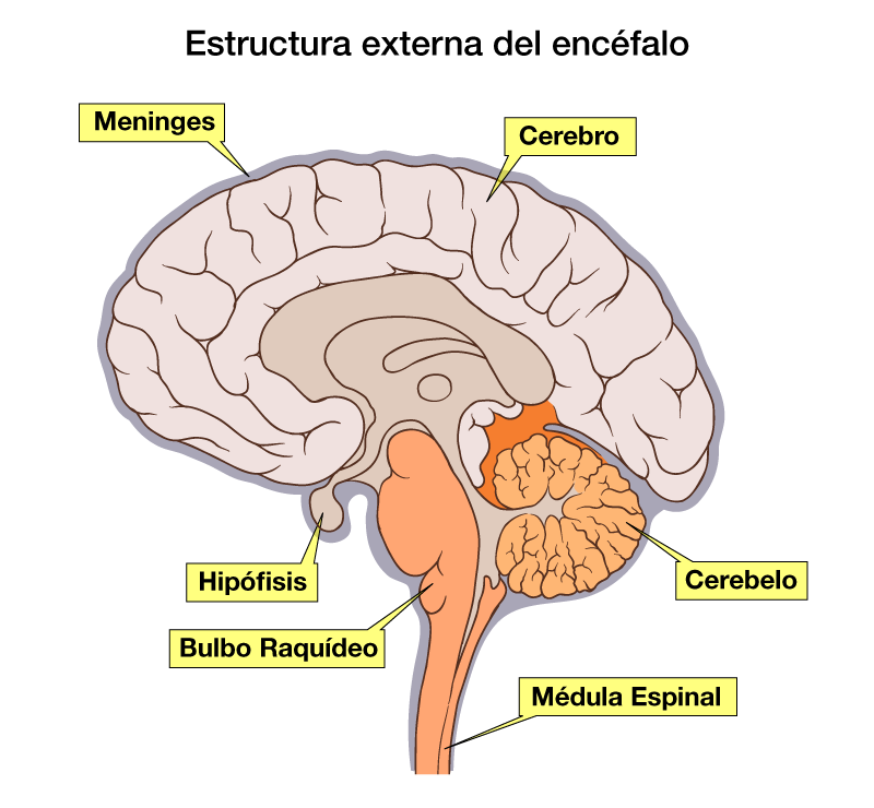 Sistema Nervioso | Mind Map