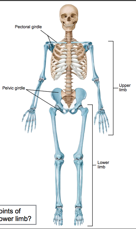 Lab 4: The Appendicular Skeleton (ID Material) | Flashcards