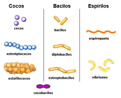 BACTERIAS | Mind Map