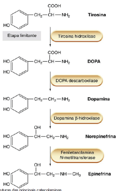 Transmissão Noradrenérgica Catecolamina Mind Map