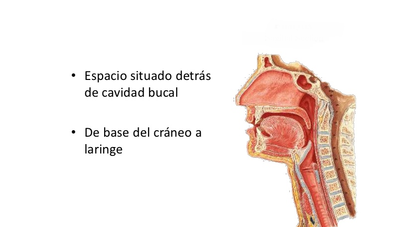 SISTEMA DIGESTIVO | Flashcards