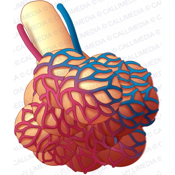 MEMBRANA RESPIRATORIA | Mind Map