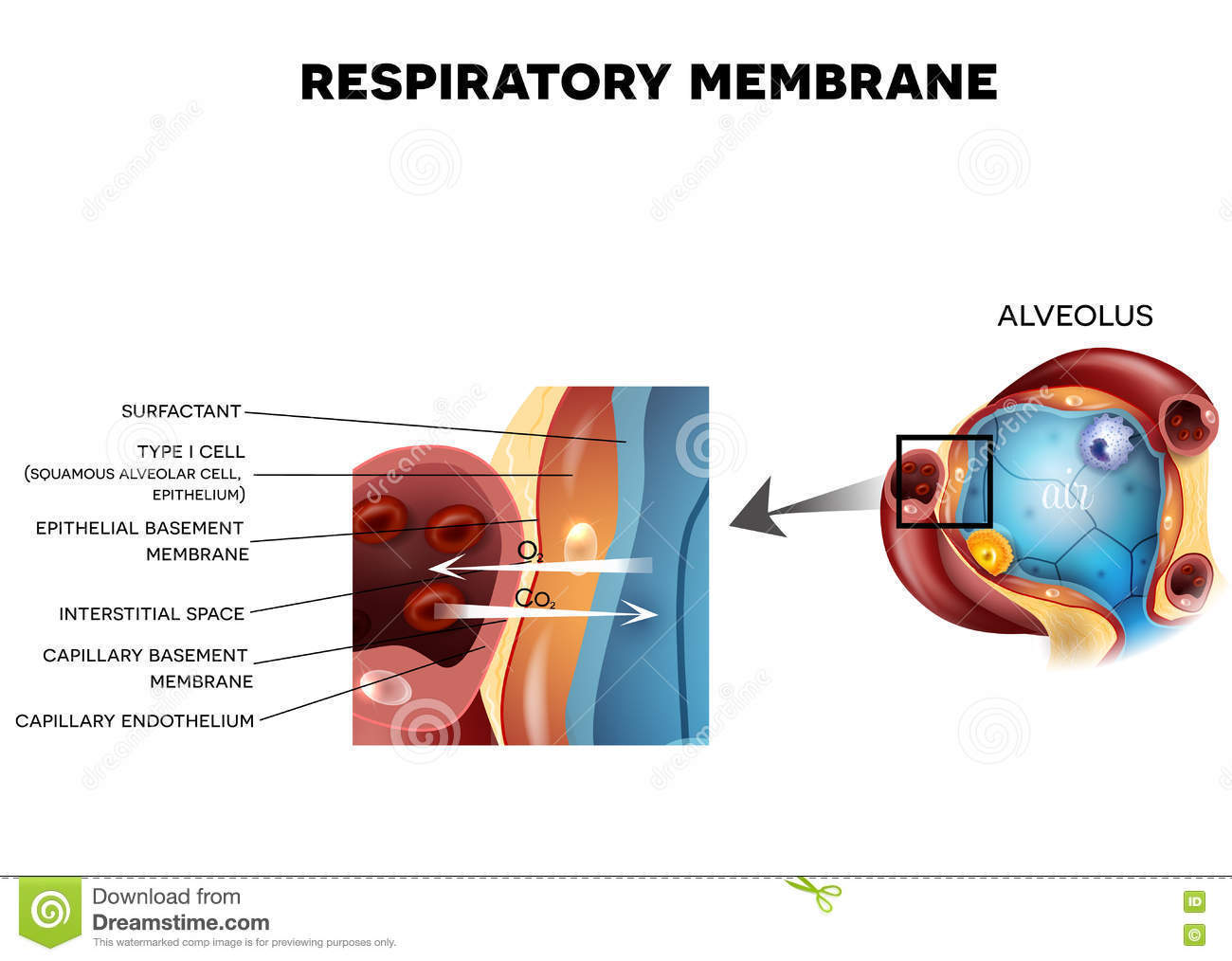 MEMBRANA RESPIRATORIA | Mind Map