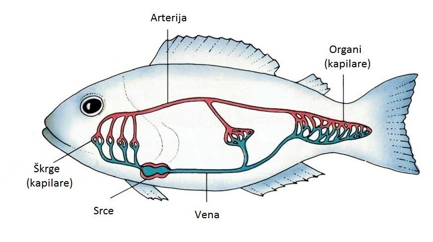 Лосось атлантический оплодотворение внутреннее. Внутреннее строение рыбы. Внутреннее строение рыбы пилы. Строение внутренние рыбы змееголов.
