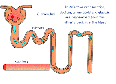 Urine Formation | Slide Set