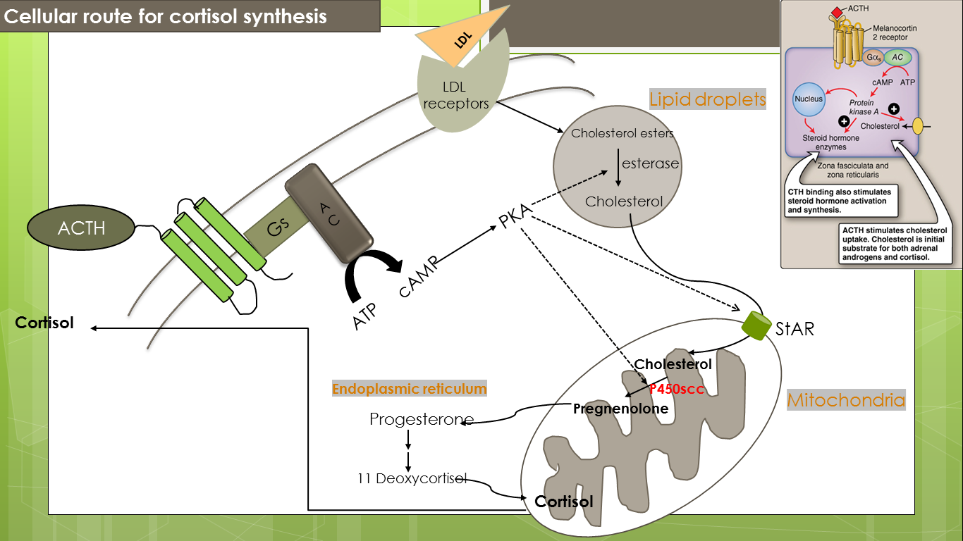 Nadia is still putting on weight | Mind Map