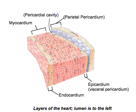 LAB 7: Cardiovascular and Respiratory Systems (IDs) | Flashcards