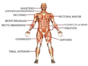 diagrama muscular para niños