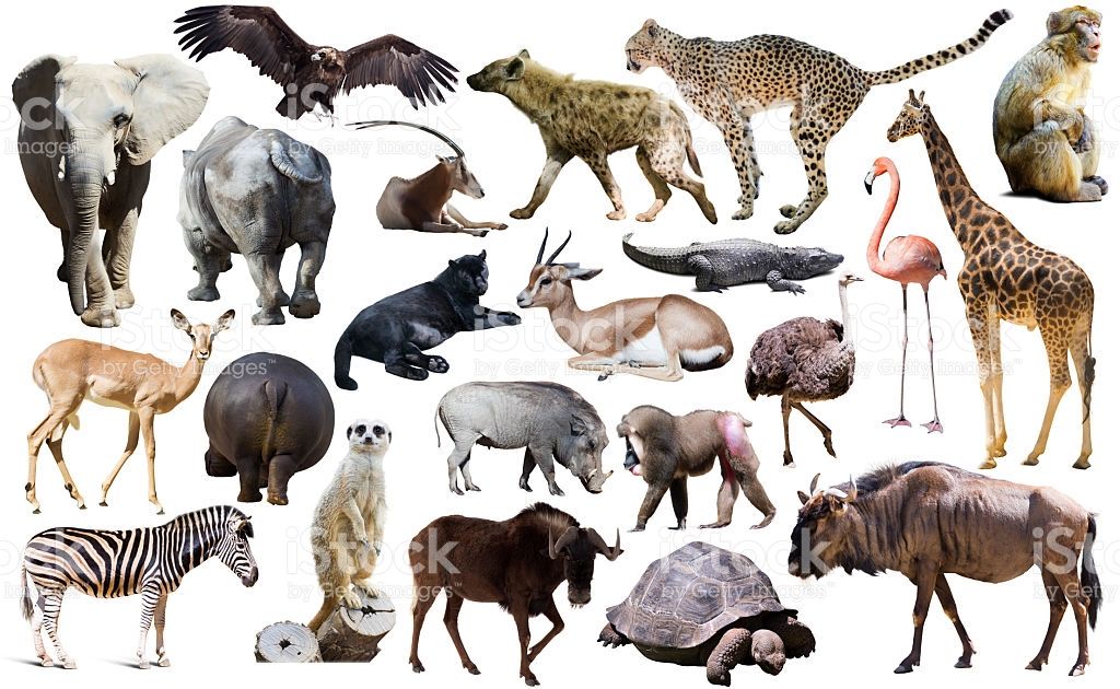 ANIMALES | Mind Map