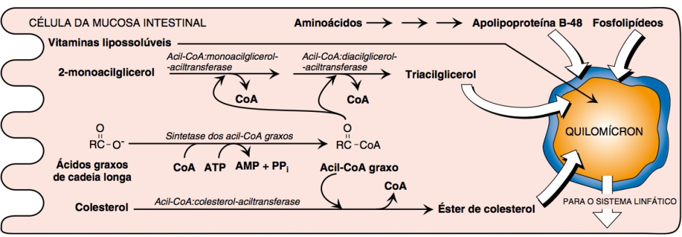 Bioquímica Básica e Metabolismo prova 2 - Bioquímica e Metabolismo Animal