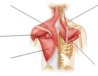 ANATOMY FINAL | Quiz