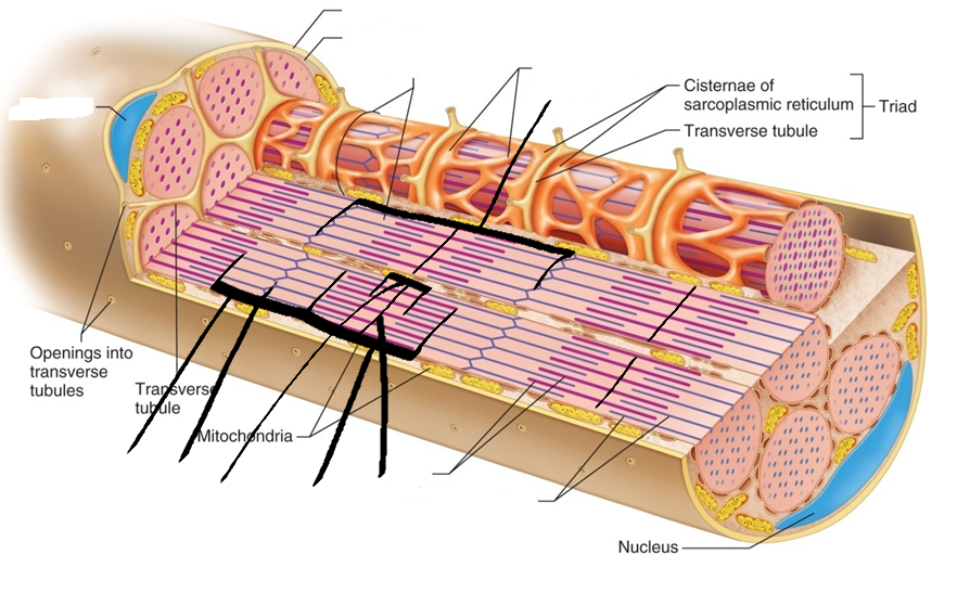 ANATOMY FINAL | Quiz