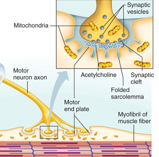 ANATOMY FINAL | Quiz