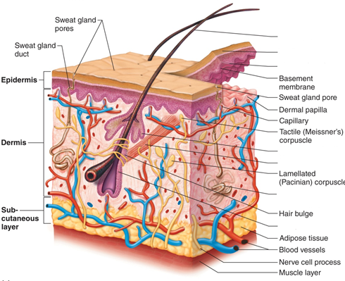 ANATOMY FINAL | Quiz