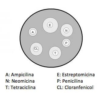 Antibiograma Mapa Conceptual Shibaswap