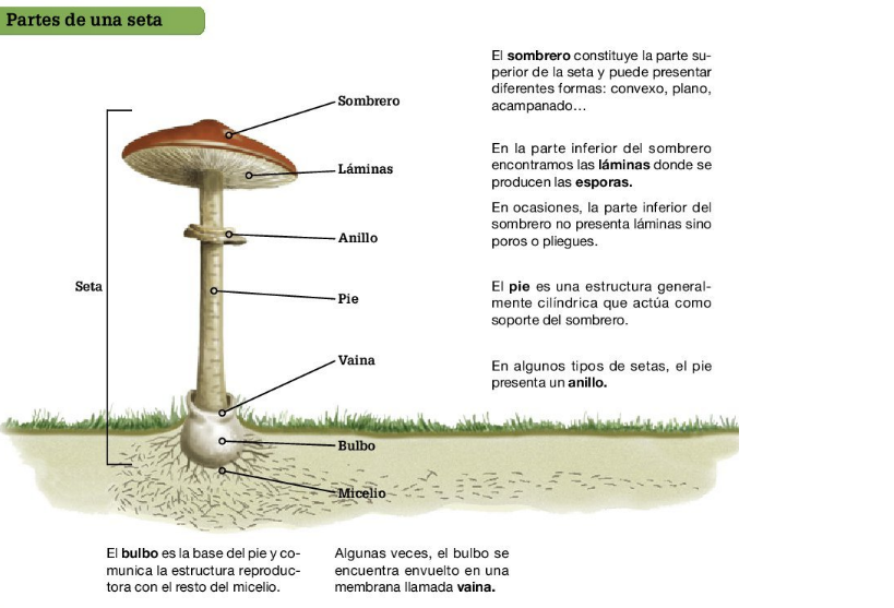 partes seta | Note