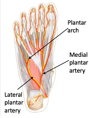 Peripheral vasculature of the limbs | Flashcards