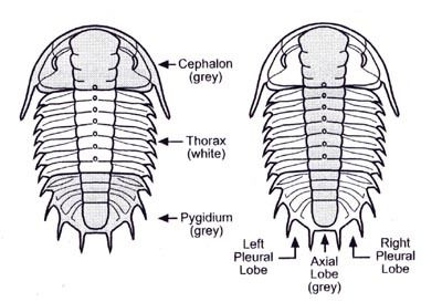 Fossils and Phylogeny | Flashcards